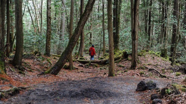  Aokigahara  Hutan  di Jepang yang Terkenal sebagai Tempat 