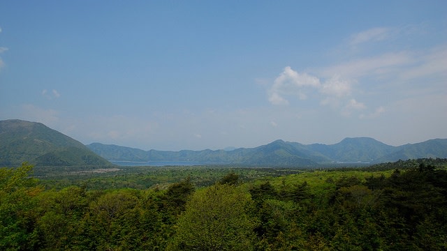 Hutan Aokigahara sering disebut Sea off Trees (Foto: Dok.aokigaharaforest.com)