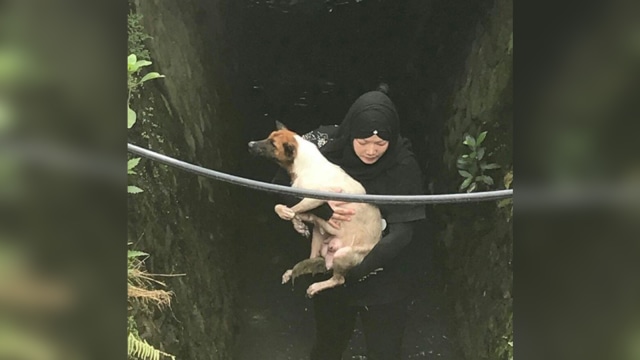 Wanita berhijab selamatkan anjing di parit (Foto: Instagram @pekanbarudoglover)