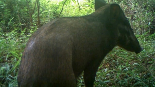 Babi terjelek di Indonesia (Foto: CHESTER ZOO/AFP)