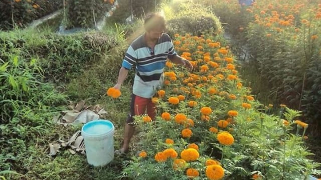 Kebun bunga Gumitir di Klungkung, Bali (Foto: dok. Pasebaya)