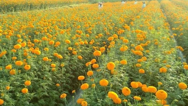 Kebun bunga Gumitir di Klungkung, Bali (Foto: dok. Pasebaya)