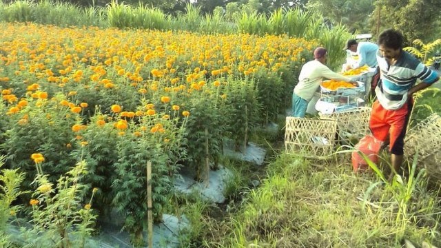 Kebun bunga Gumitir di Klungkung, Bali (Foto: dok. Pasebaya)