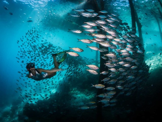 Biota laut di Raja Ampat (Foto: Instagram @grantthomasphotography)