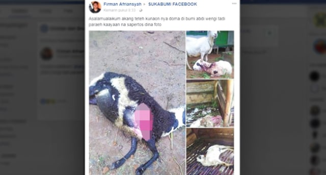 Ajag Teror Perkampungan Di Curugkembar Kabupaten Sukabumi Ini