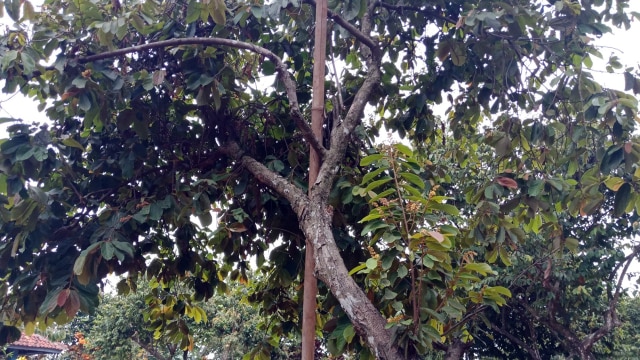 Pohon Berambut (Foto: Zahrina Yustisia Noorputeri/kumparan)