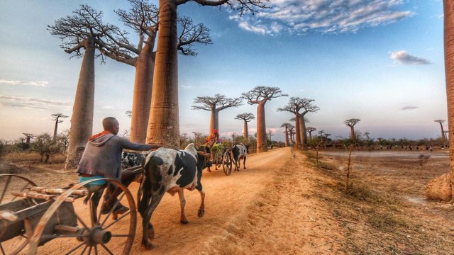 Avenue of Baobabs, Madagaskar (Foto: Instagram @sarahkeep)