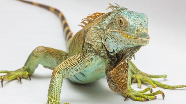 Ilustrasi iguana (Foto: edofs1 via Pixabay)
