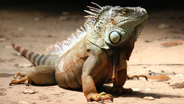 Ilustrasi iguana. (Foto: Counselling via Pixabay)