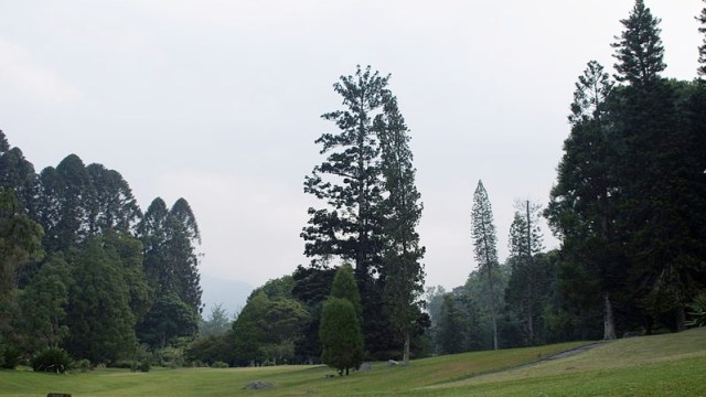 Kebun Raya Cibodas (Foto: Wikimedia Commons)