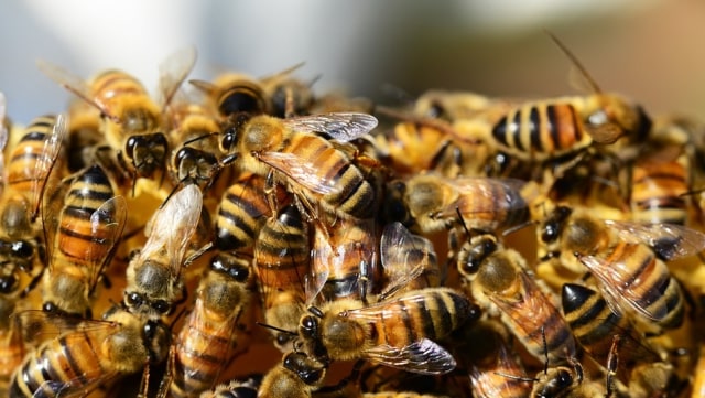 Ilustrasi kumpulan lebah. (Foto: Pixabay)