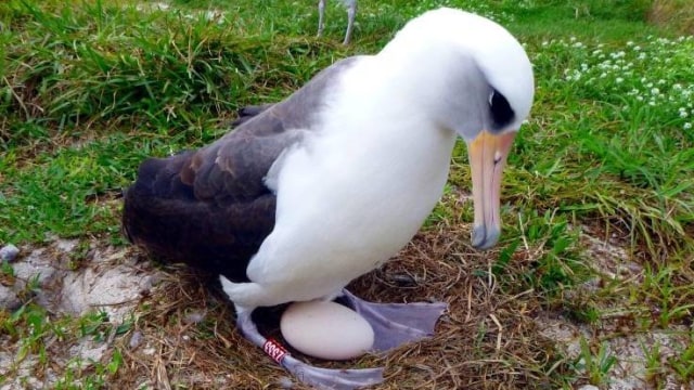 Wisdom, burung albatros tertua di dunia (Foto: Kristina McOmber/Kupu Conservation Leadership Program & USFWS)