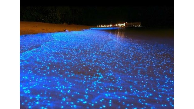 Fenomena Bioluminescence di Pantai (Foto: YouTube/Kasia Katarzyna)