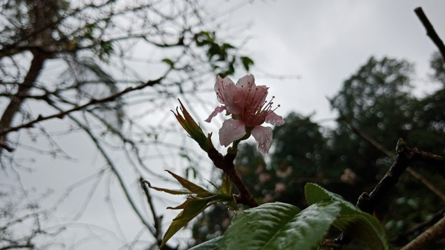 Bunga Sakura di Kebun Raya Cibodas. (Foto: Zahrina Yustisia Noorputeri/kumparan)
