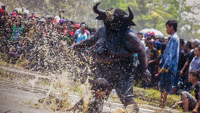 Tradisi Kebo-keboan di Banyuwangi. (Foto: Instagram @the_pillar_studio)