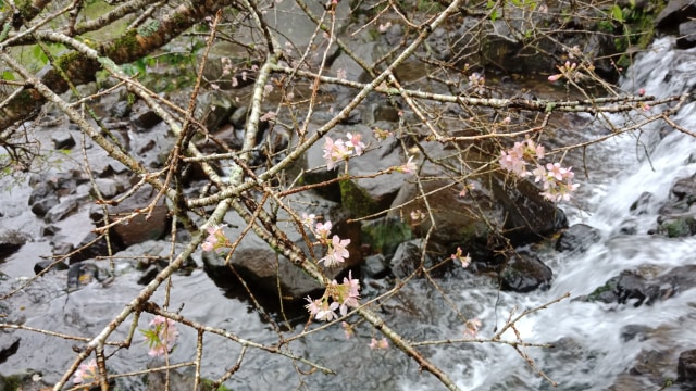 Bunga Sakura di Kebun Raya Cibodas. (Foto: Zahrina Yustisia Noorputeri/kumparan)