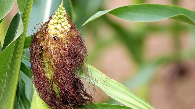 Rambut jagung menyimpan banyak khasiat (Foto: Pixabay)