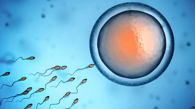 Kualitas sperma. (Foto: Thinkstock)