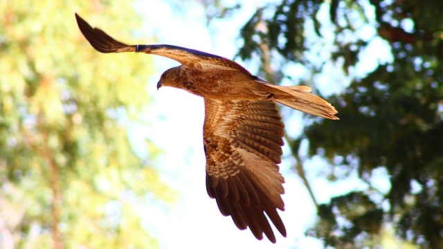 Burung whistling kite. (Foto: Carolynmccu via Pixabay (CC0 Creative Commons))