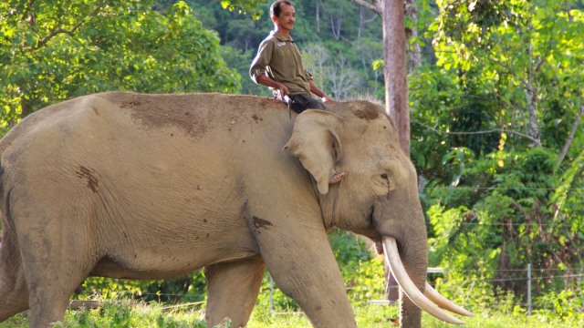 Wisata gajah di CRU Sampoinet Aceh Jaya. (Foto: Zuhri Noviandi/kumparan)
