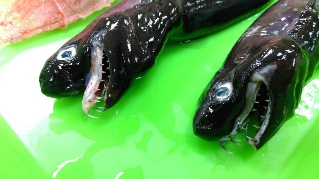 Ikan Trigonognathus kabeyai. (Foto: Fishery Research Institute Taiwan.)