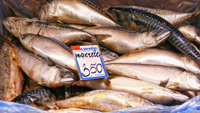 Ikan Kembung Mackerel (Foto: Pixabay)