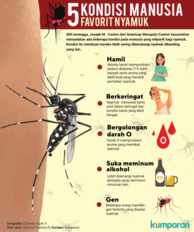5 tipe manusia yang di sukai nyamuk (Foto: Chandra Dyah Ayuningtyas/kumparan)