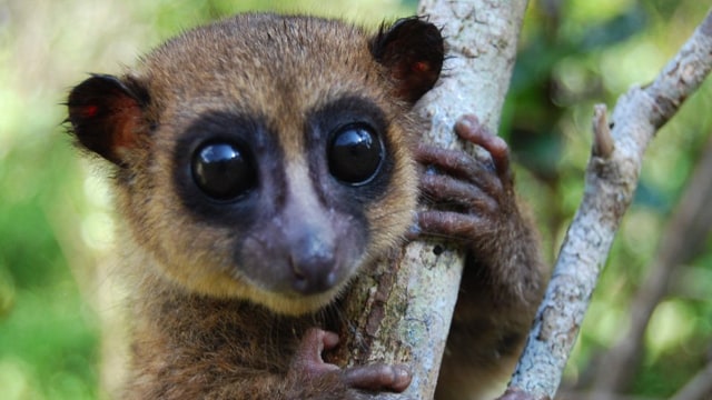 Dwarf lemur jenis baru di Madagaskar. (Foto: Edward E. Louis, Jr)