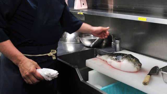 Ikan buntal di Jepang. (Foto: AFP/Yoshikazu Tsuno)