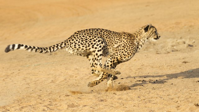Cheetah Sebelumnya Disebut Leopard Kumparancom