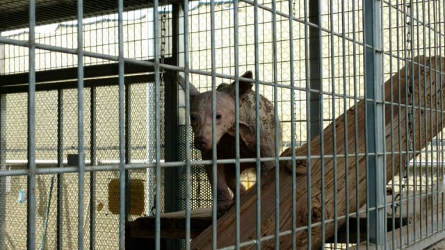 Beruang tanpa bulu  (Foto: Twitter @HumaneSociety)