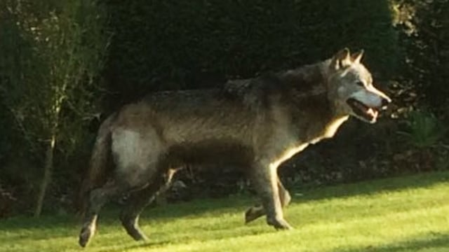 Torak, serigala yang kabur dari taman konservasi  (Foto: Twitter/@skoopac)