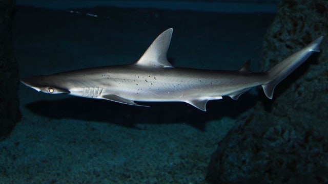 Bonnethead Shark. (Foto: Valerie Everett via Wikimedia)