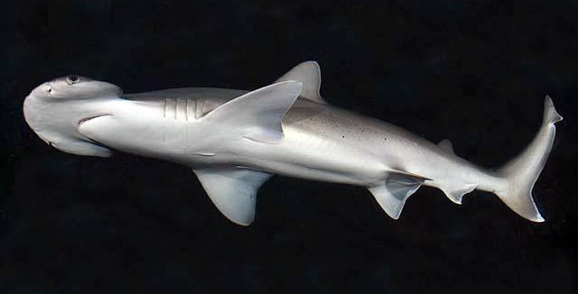 Bonnethead Shark. (Foto: D Ross Robertson via Wikimedia)
