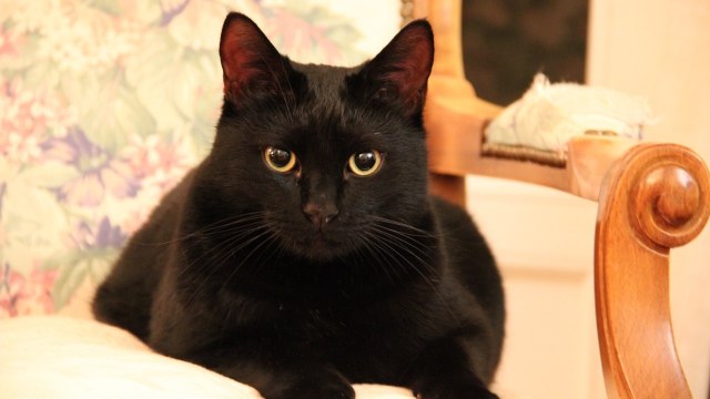 Ilustrasi kucing hitam (Foto: pixabay)