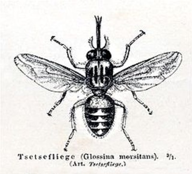 Lalat Tsetse (Foto: Wikipedia)