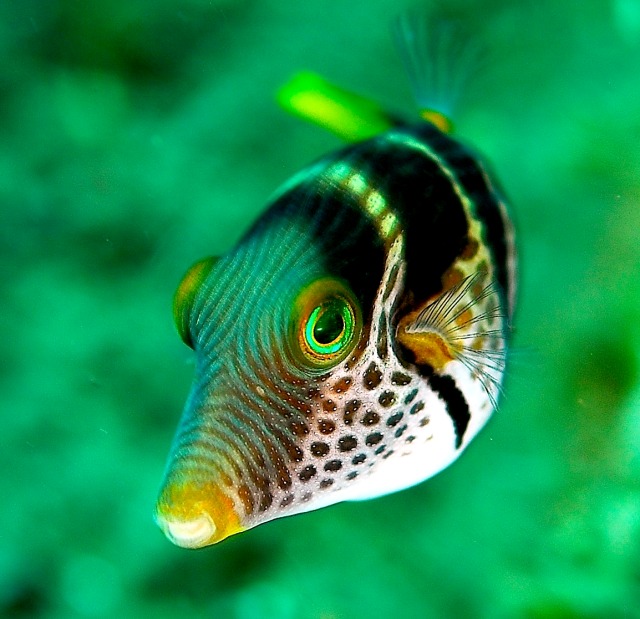 Ikan Landak (Foto: Wikipedia)