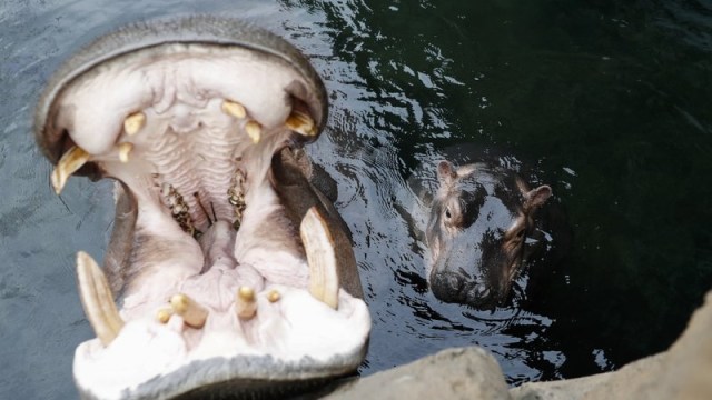 Fiona the Hippo (Foto: AP/Dansewell)