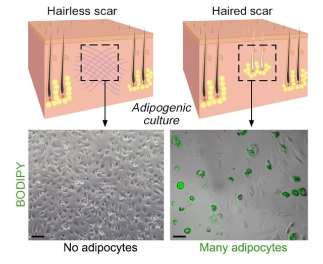 Area kulit yang ditumbuhi folikel rambut dan tidak (Foto: Maksim V. Plikus et. al./Science)