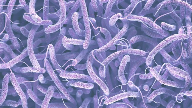 Bakteri Vibrio (Foto: Thinkstock)