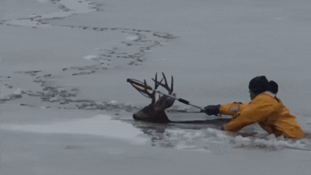 Aksi penyelamatan rusa yang terjebak di danau es (Foto: Facebook/West Metro Fire Rescue)