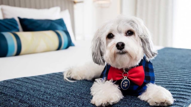 Buster, anjing lucu dari Hotel Nikko (Foto: Instagram @nikkopupsf)