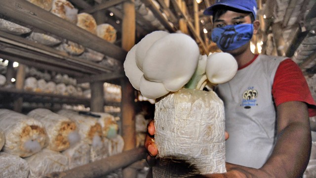 Produksi jamur tiram Foto: ANTARA FOTO/Asep Fathulraman