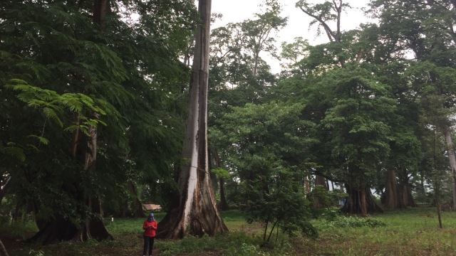 Salah satu pohon purba. (Foto: Bella Cynthia Ratnasari/kumparan)