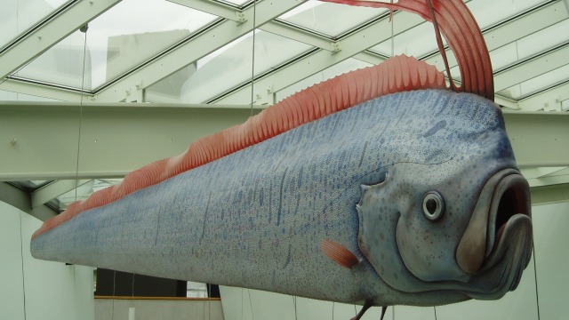 Ilustrasi ikan Oarfish. (Foto: Udo Schröter via Flickr)