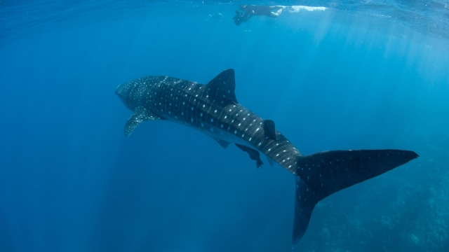 Migrasi Whale-Sharks (Foto: Thinkstock)