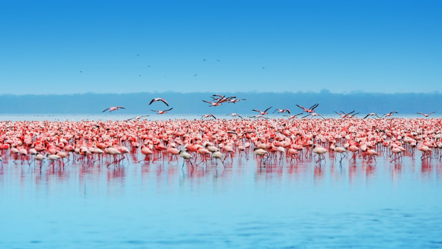 Migrasi Flamingo (Foto: Thinkstock)