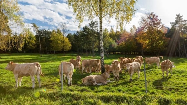 Peternakan sapi milik Alexandre Polmard (Foto: Dok. Polmard)