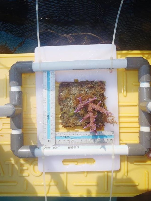 Metode tranplantasi karang terapung (Foto: Humas IPB)