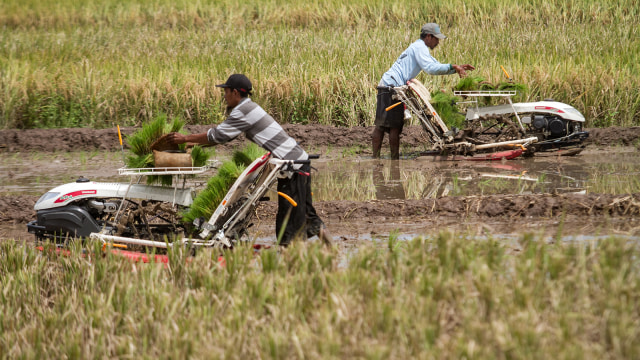 Petani menanam padi (Foto: ANTARA FOTO/Mohammad Ayudha)